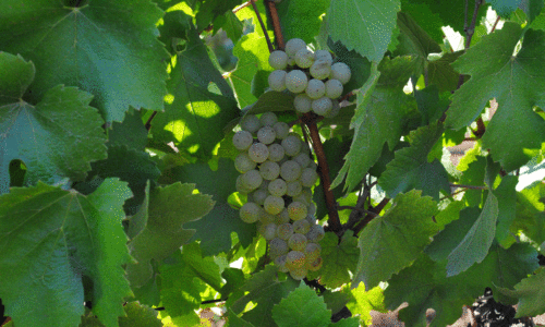 Chardonnay