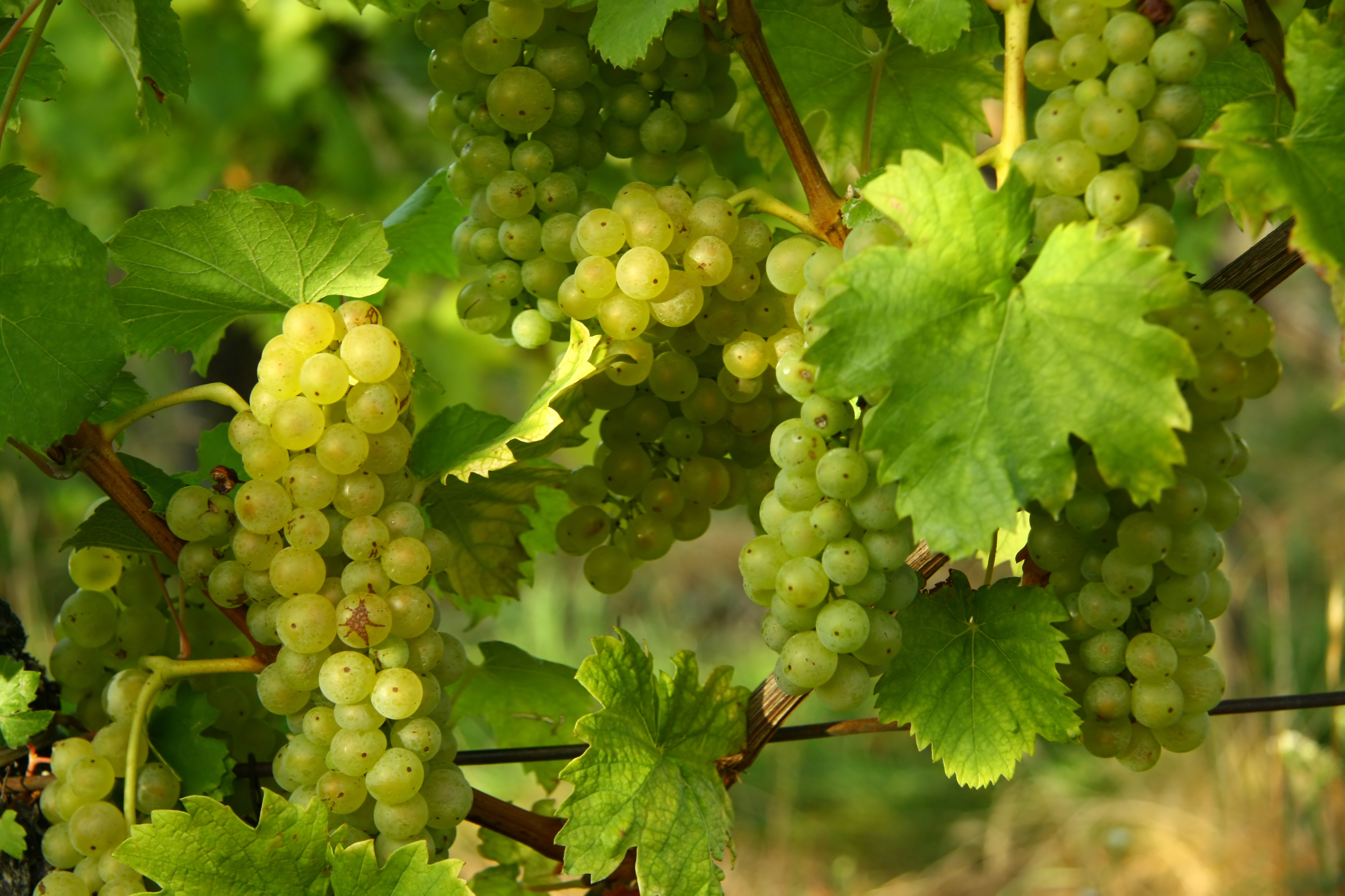 Cava - Cava er musserende vin fra Spania
